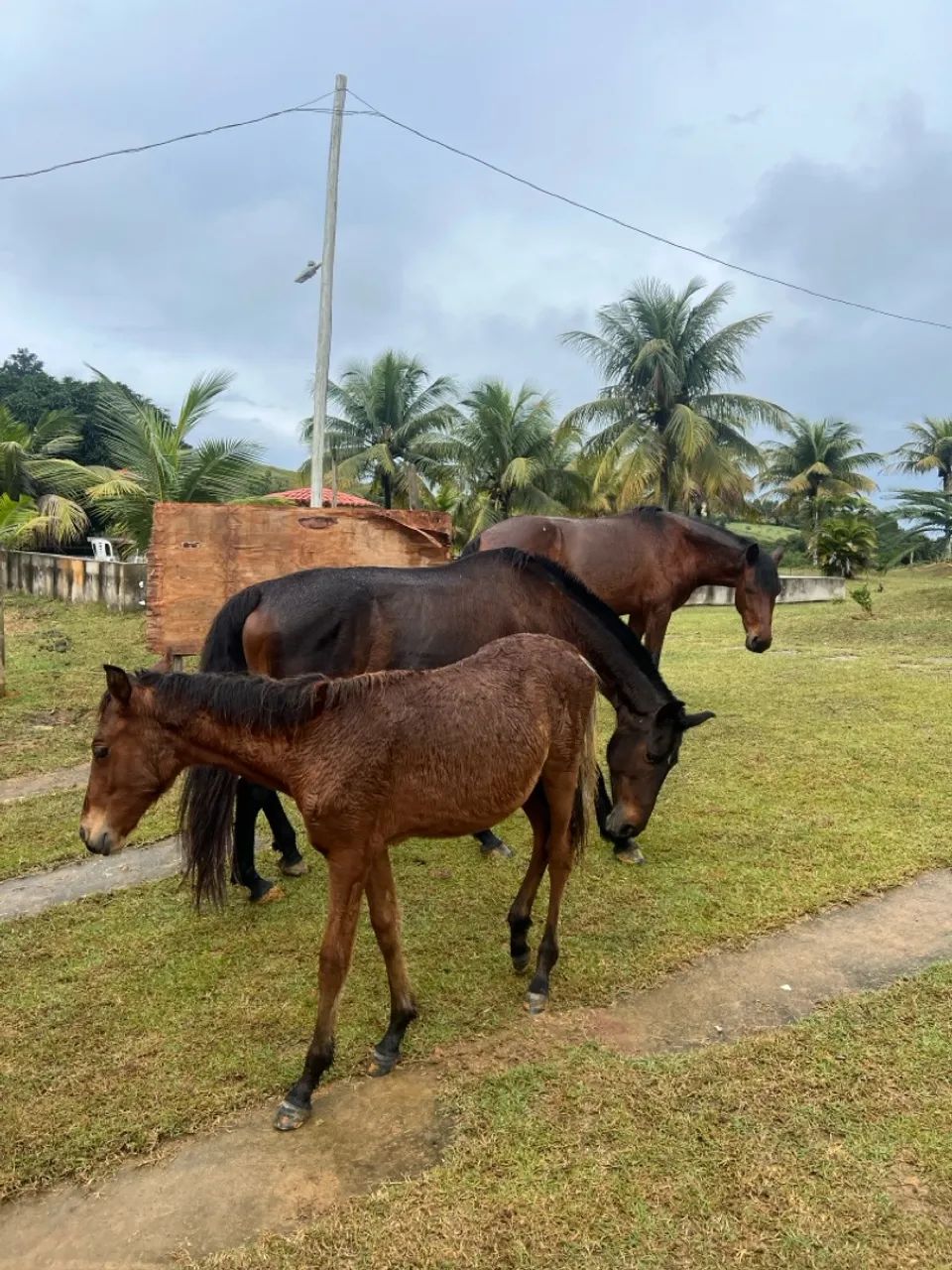 Duas éguas uma prenha e um potro 