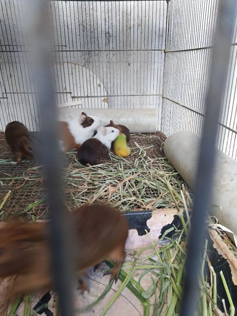 Preá do reino64304561889537123