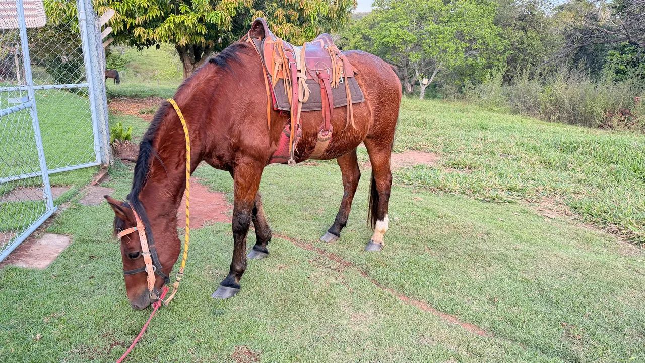 Cavalo 