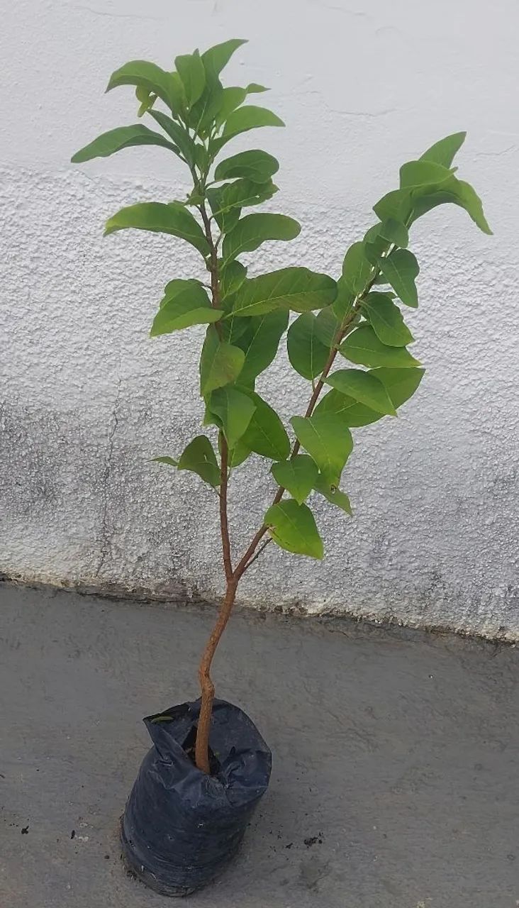 Vendo  - Foto 4