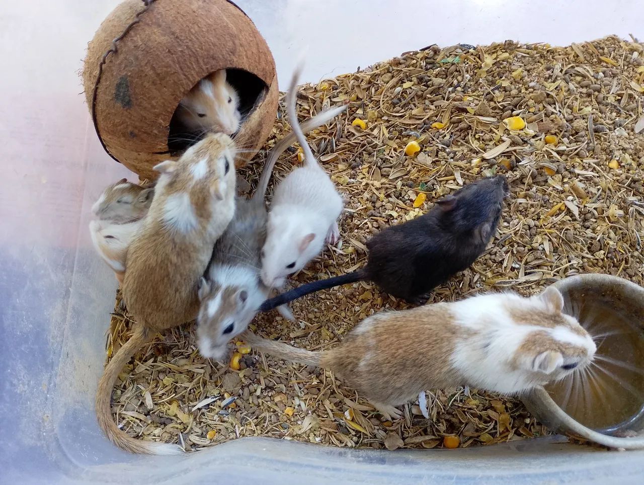 Esquilo Mongólia filhotes várias cores