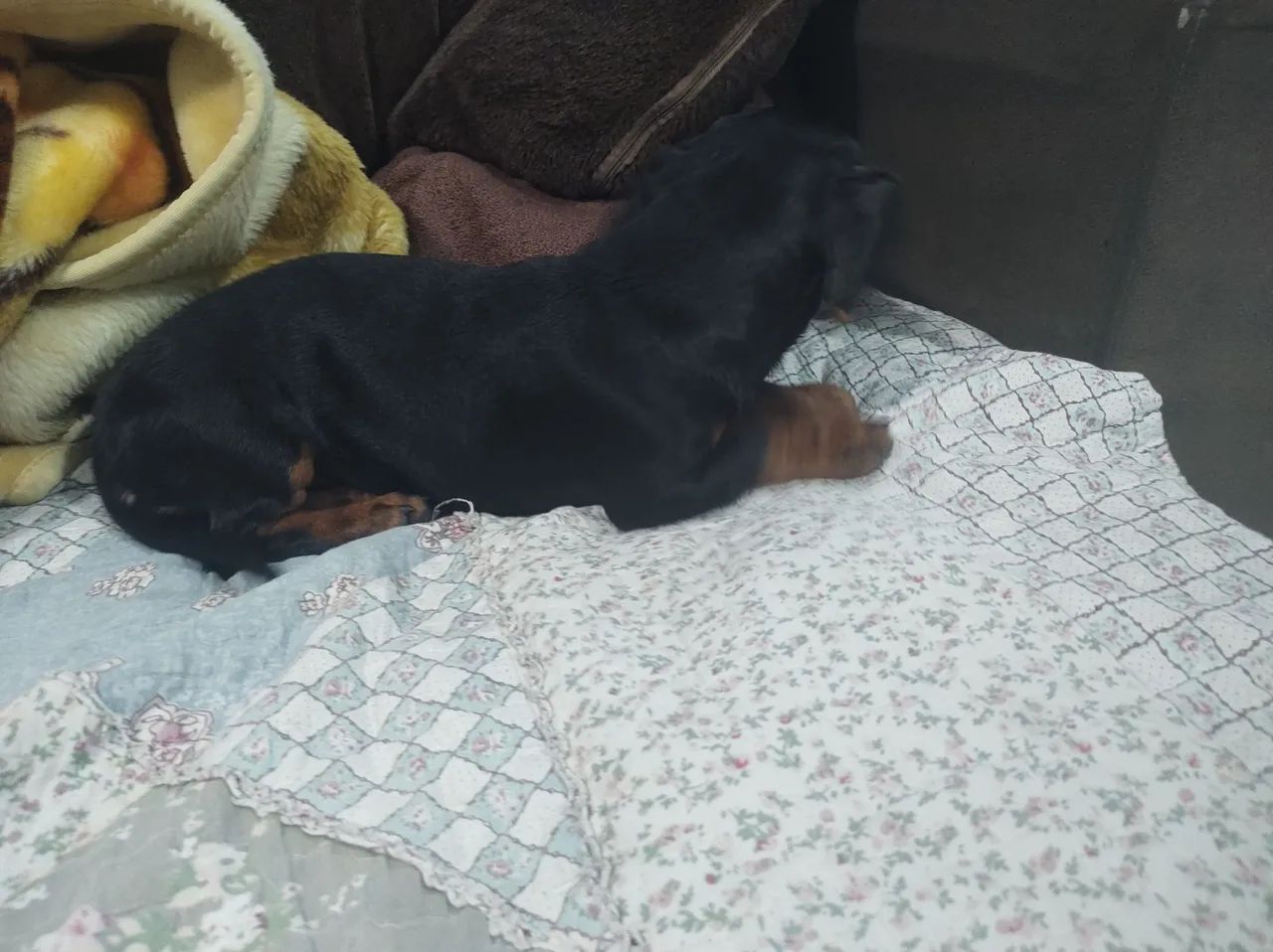 Filhote de Dachshund (salsichinha) - Foto 2