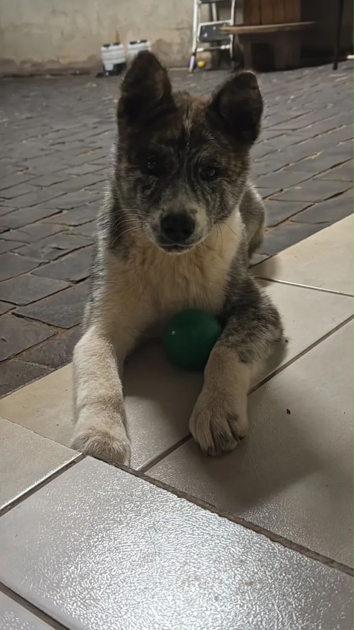 Akita inu 