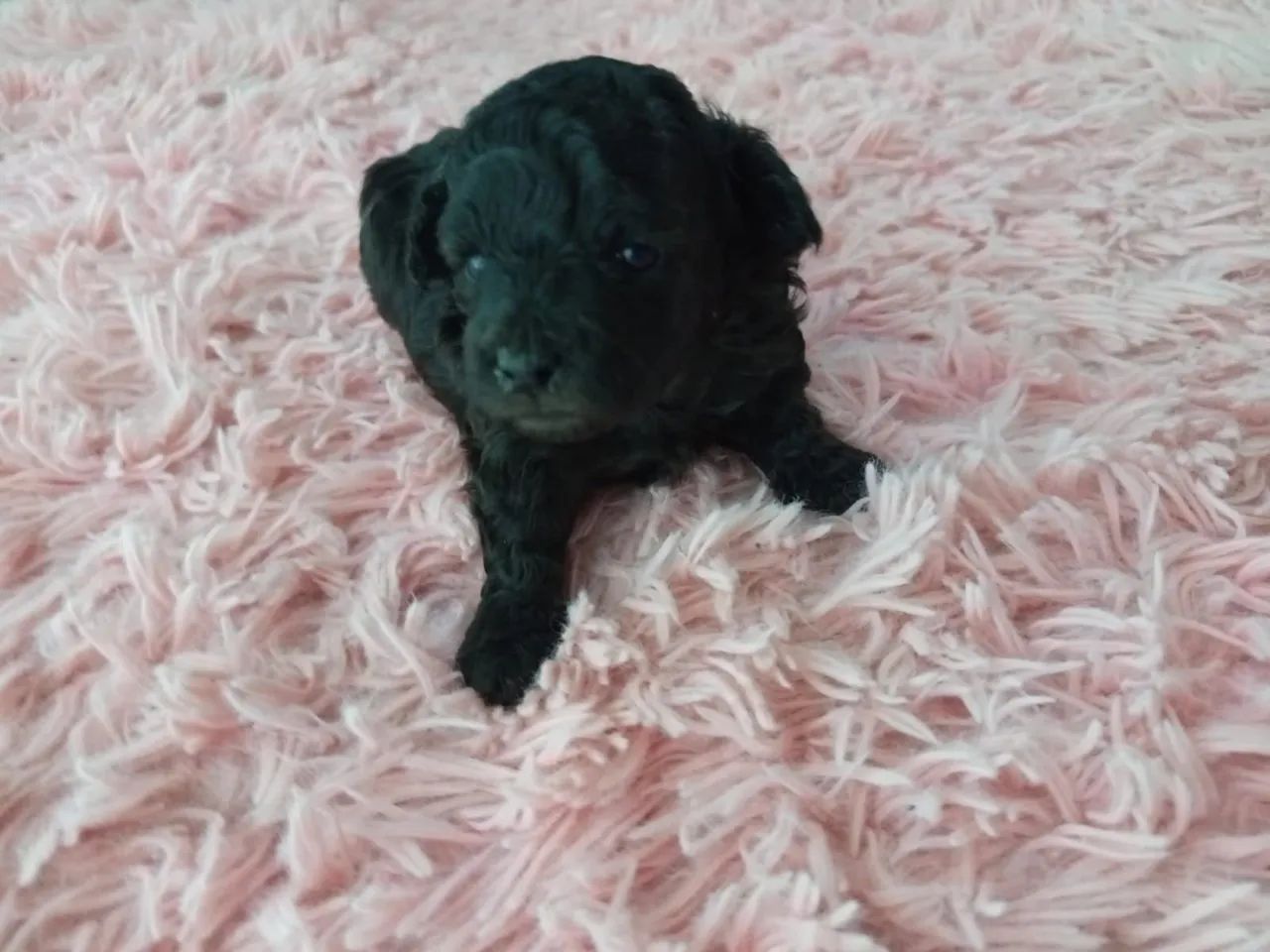 Poodle fêmea  - Foto 4