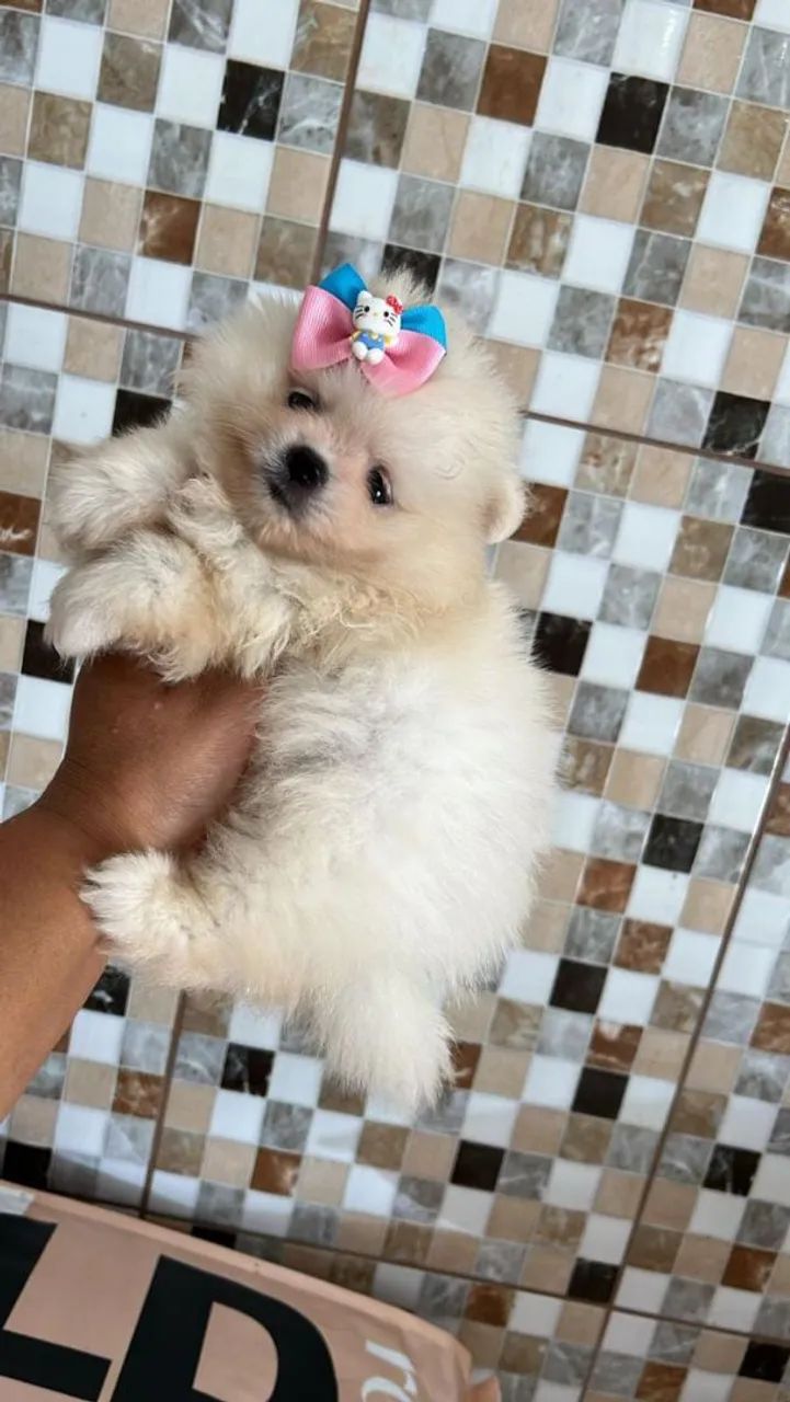 Spitz Alemão 