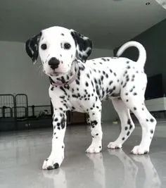 Dalmata Machos e Femeas 