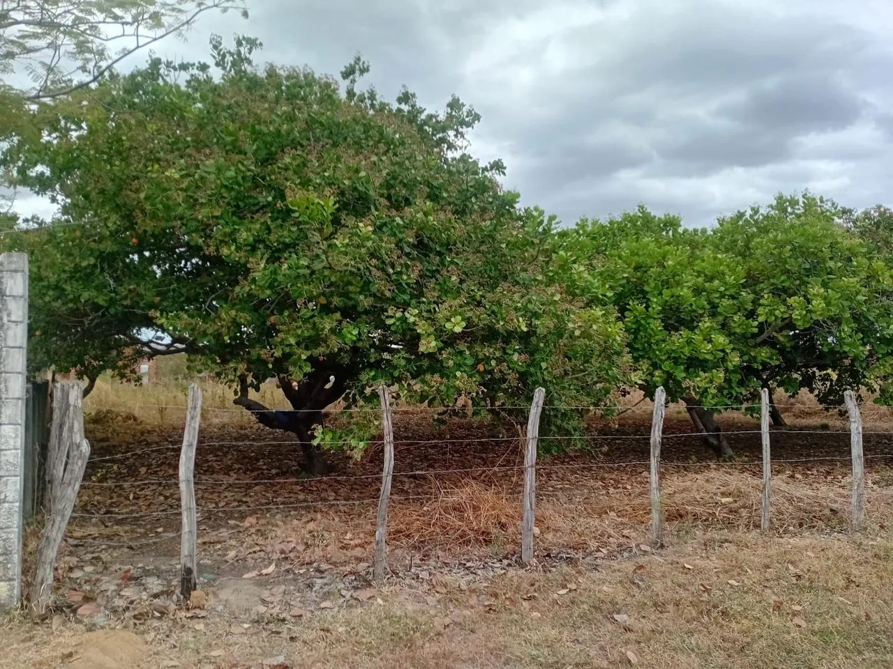VENDO TERRENO EM SITIOS NOVOS CAUCAIA  - Foto 2