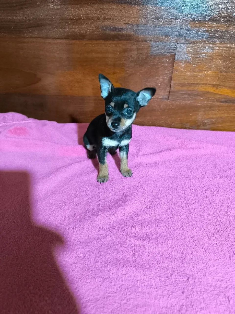 Pinscher zero machos - Foto 2