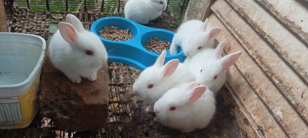Filhotes de Coelho da Raça Nova Zelândia - Foto 2