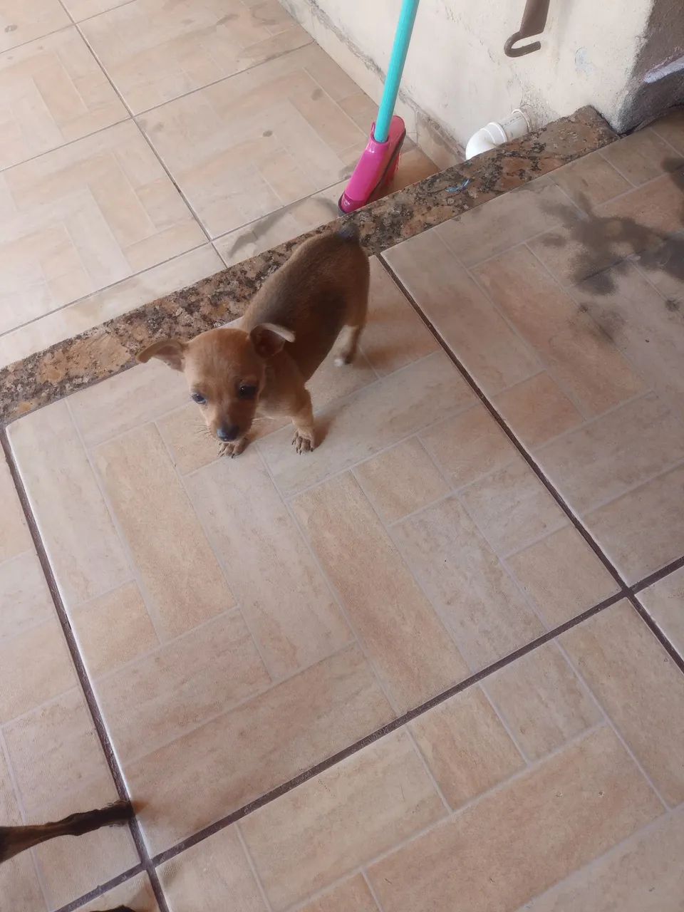 Linda Pincher  - Foto 2