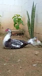 Pato 
