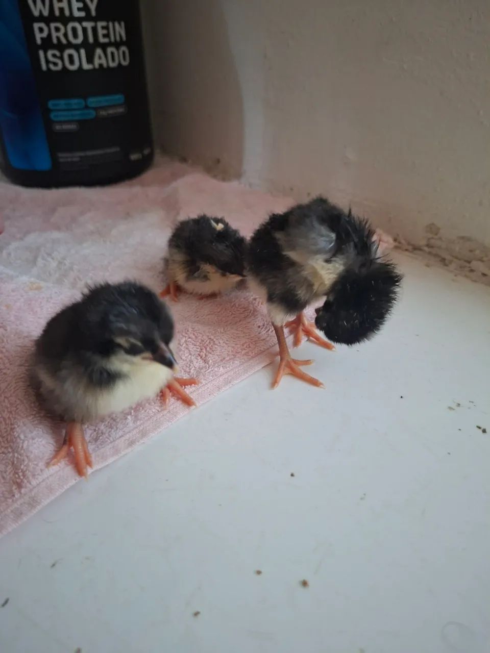 Pintinhos cara de palhaço  - Foto 2