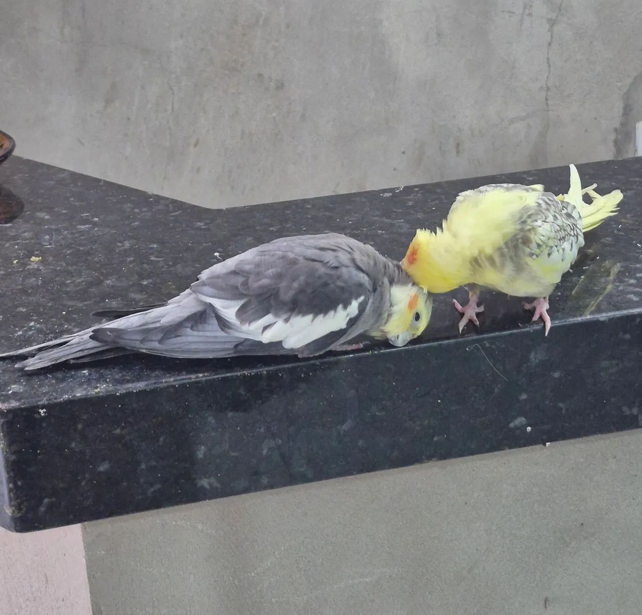 Disponível - Foto 5