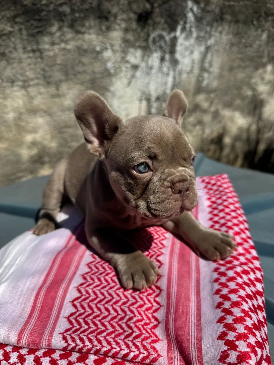 Bulldog Francês  - Foto 4