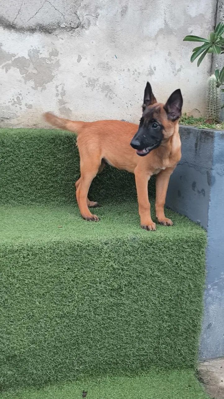 Malinois Macho - 10x de R$300 Sem Juros
