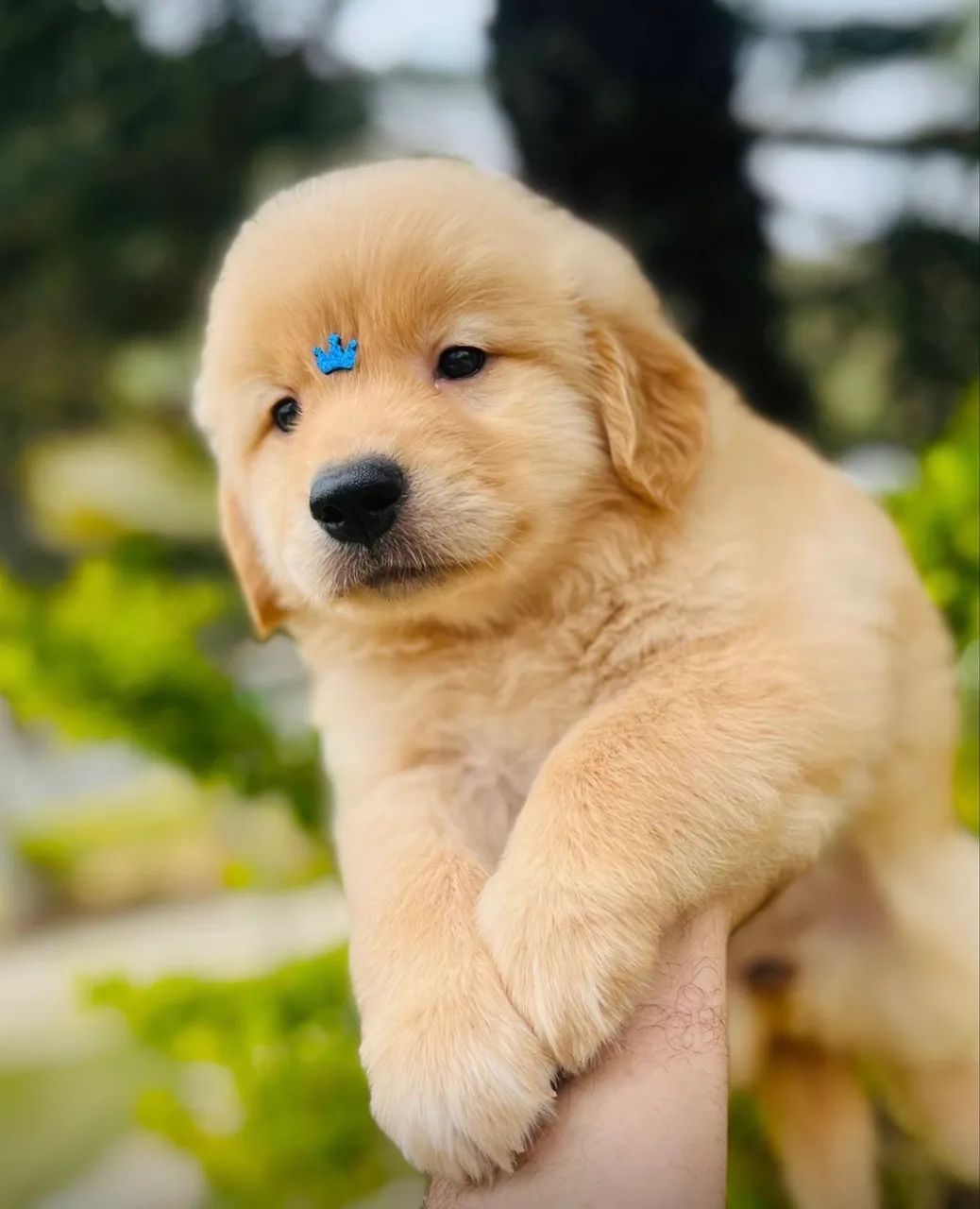 Golden retriever 