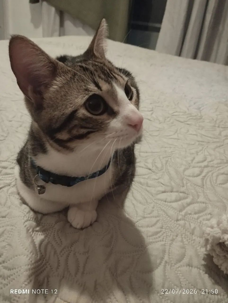 Doação gato - Foto 2