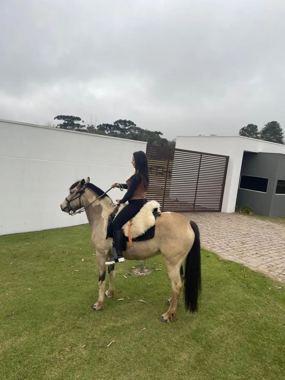 Cavalo  - Foto 4