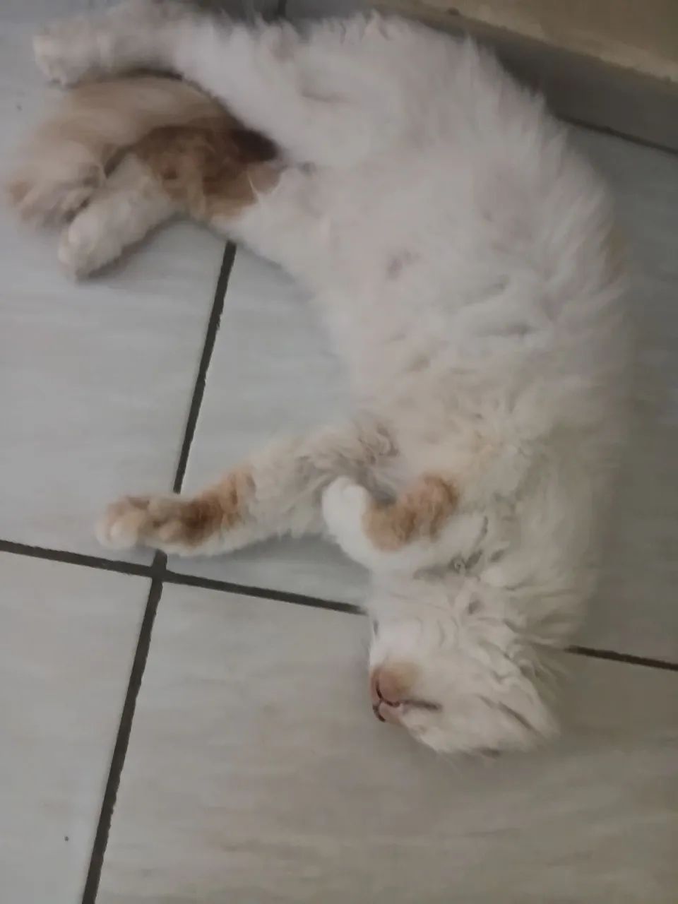 Doação de gato persa - Foto 2