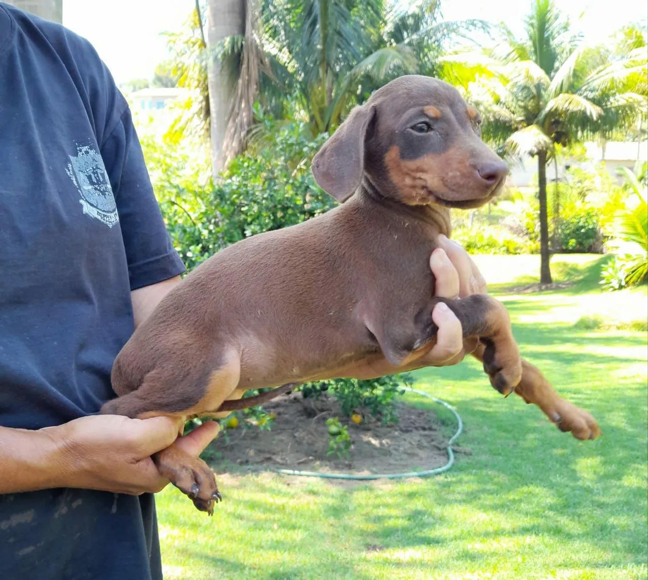 Dobermann - Foto 4