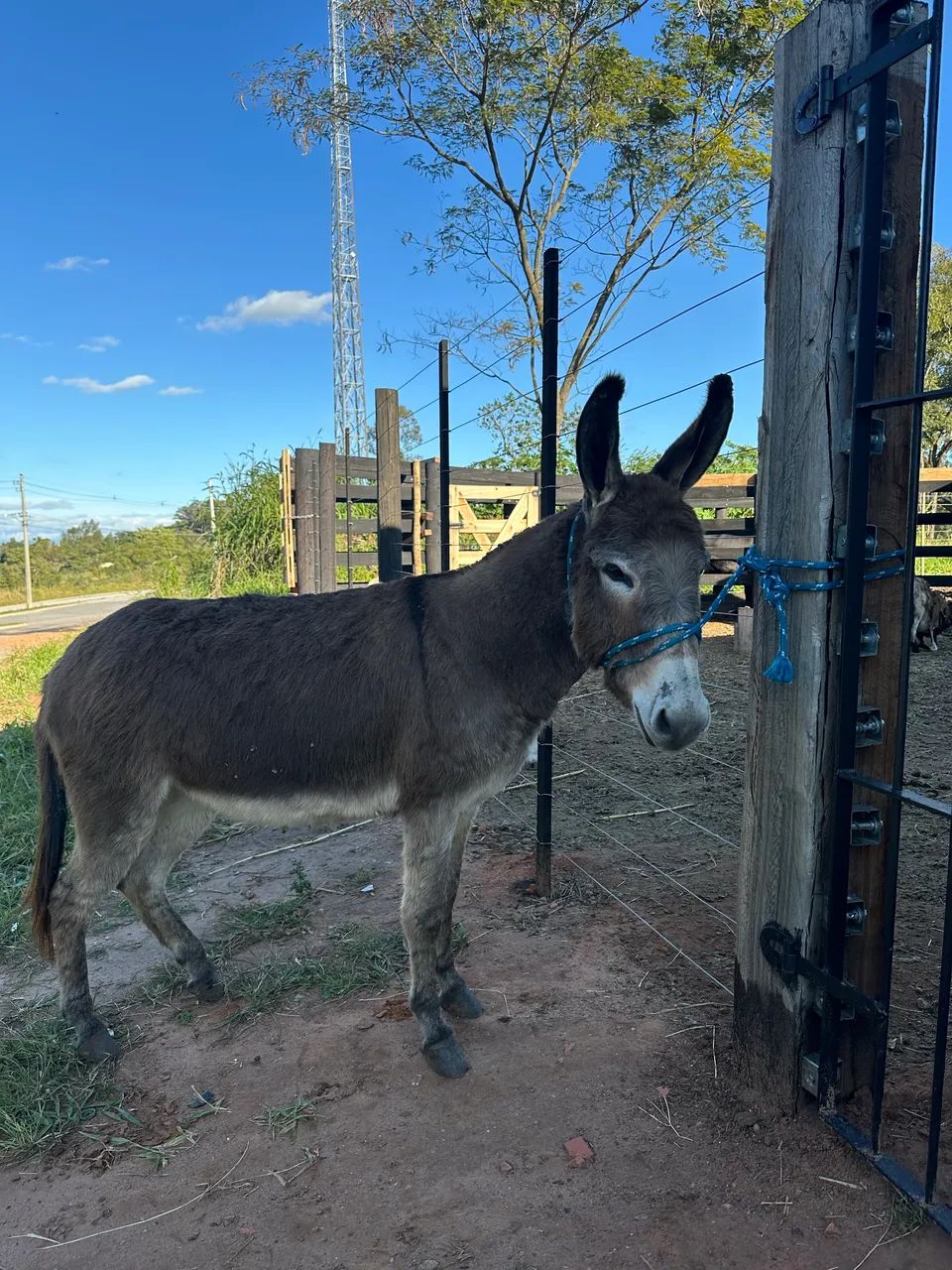 Jumenta à venda  - Foto 4