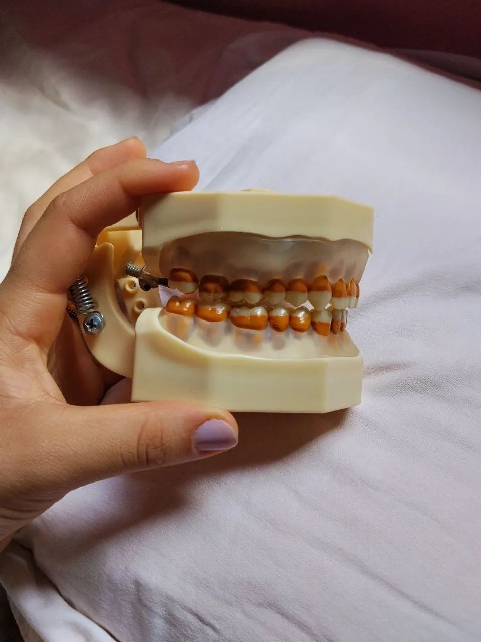 manequim de periodontia padrão - marca orais 