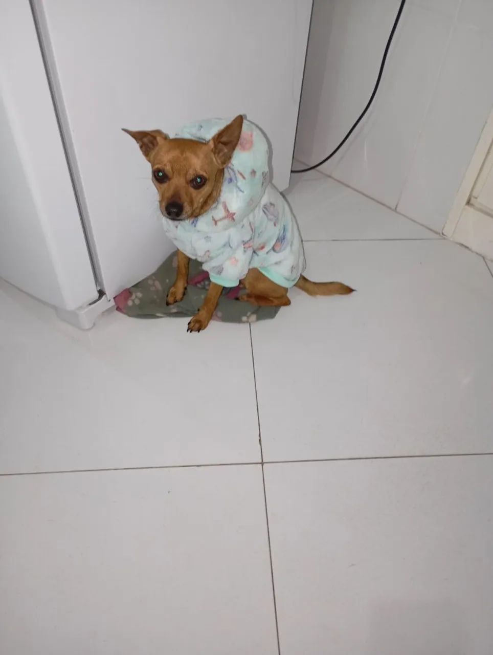 Roupinhas pra pets  - Foto 4