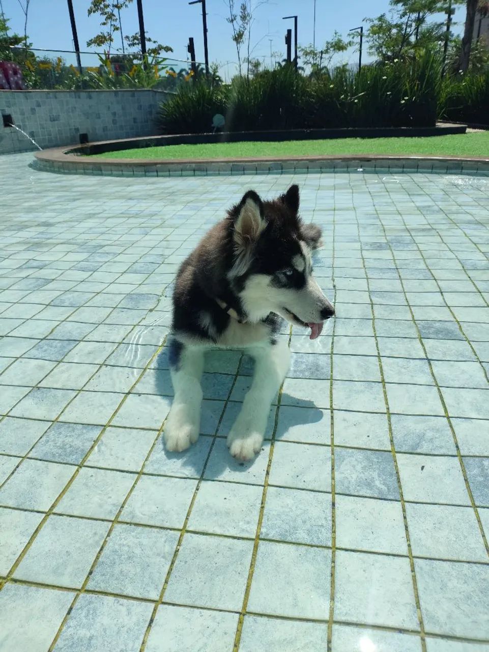 Husky siberiano