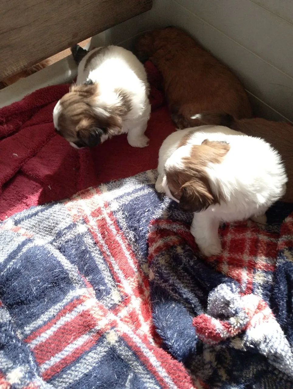 shih tzu - Foto 2
