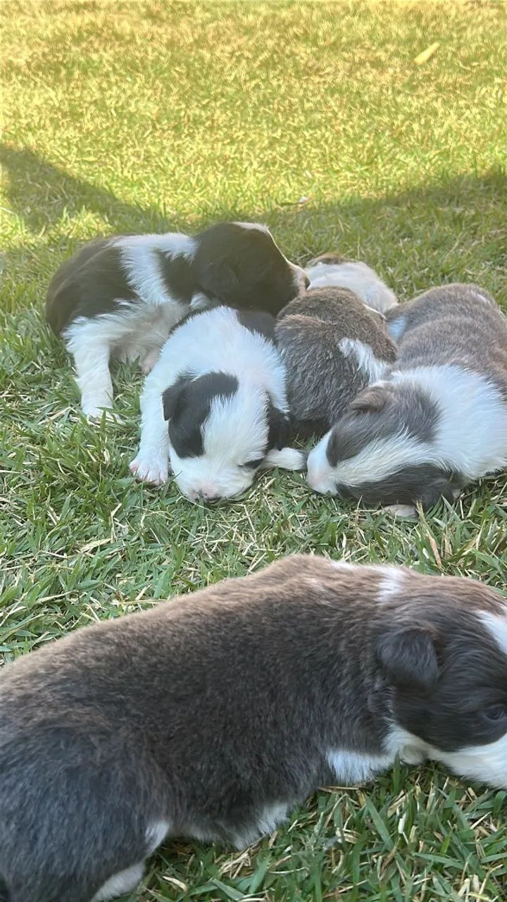 Border Collie  - Foto 2