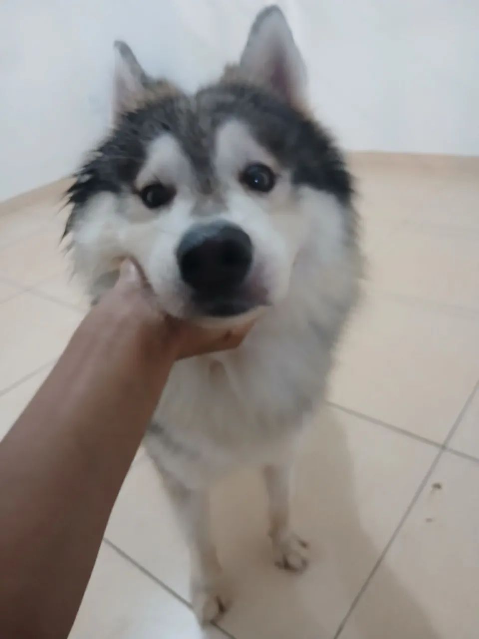 Husky siberiano 