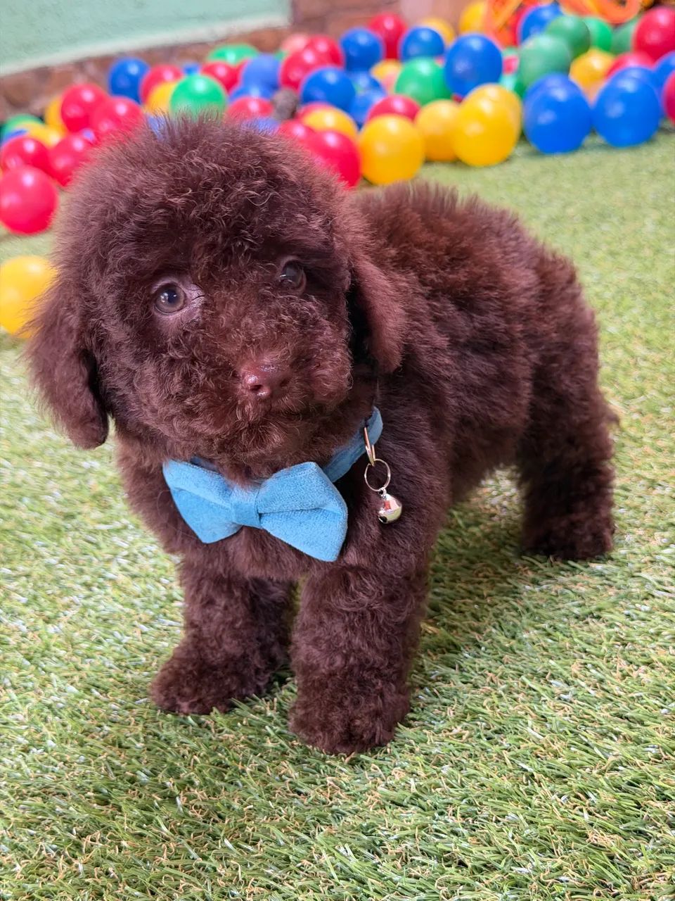 Poodle filhotes - Foto 5