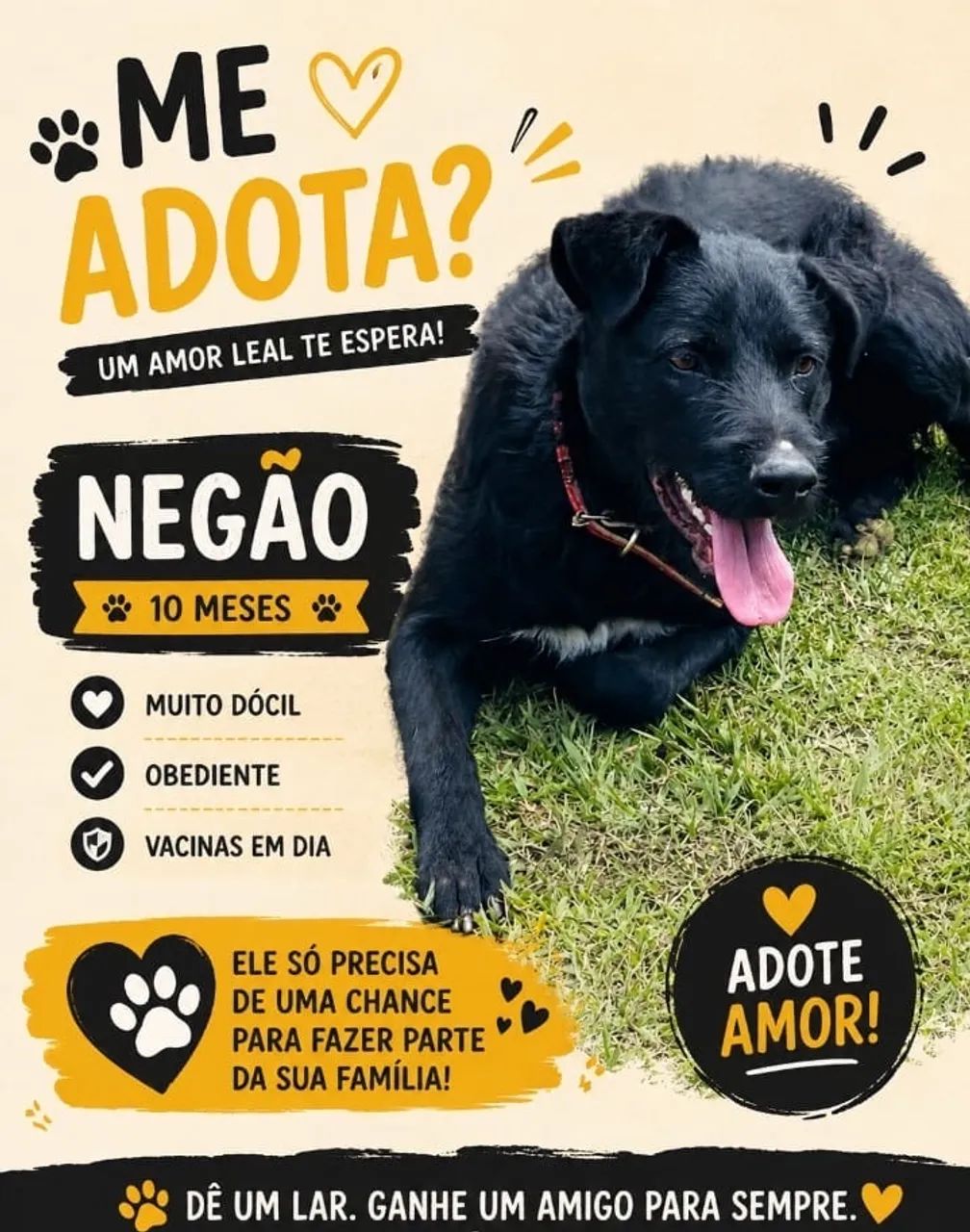 Cachorro  - Foto 3