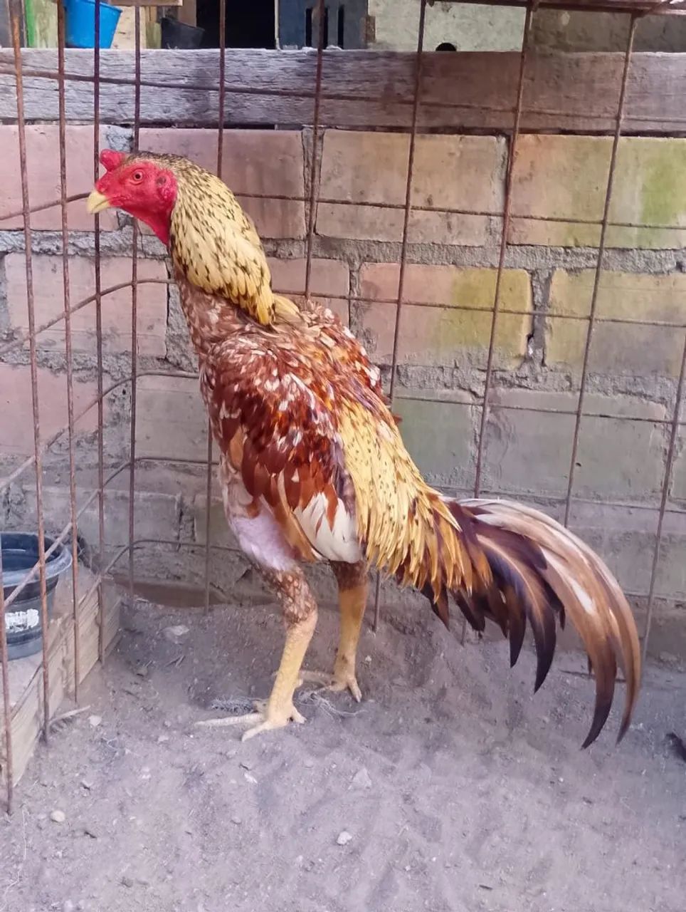 Vende-se galo carioca exótico  - Foto 2
