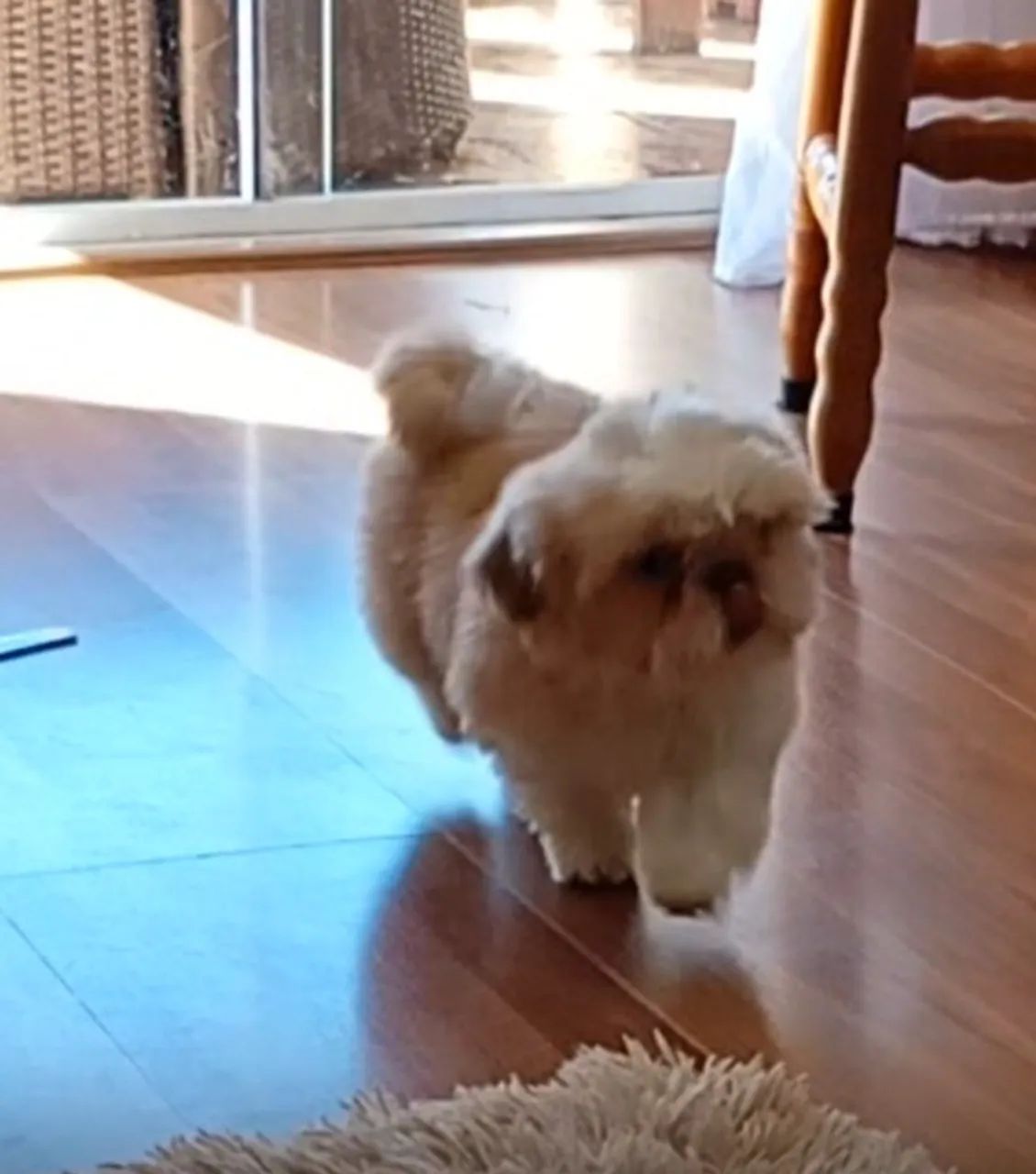 Cachorro 