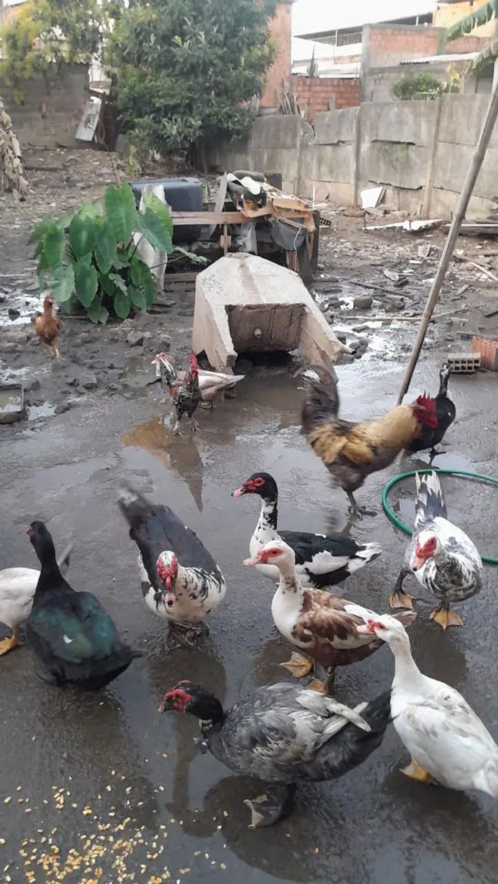 vende-se  - Foto 2