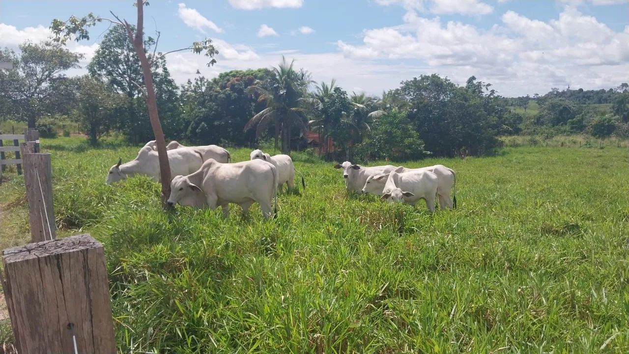 Chácara Vila de Limão - Monte Alegre - PA