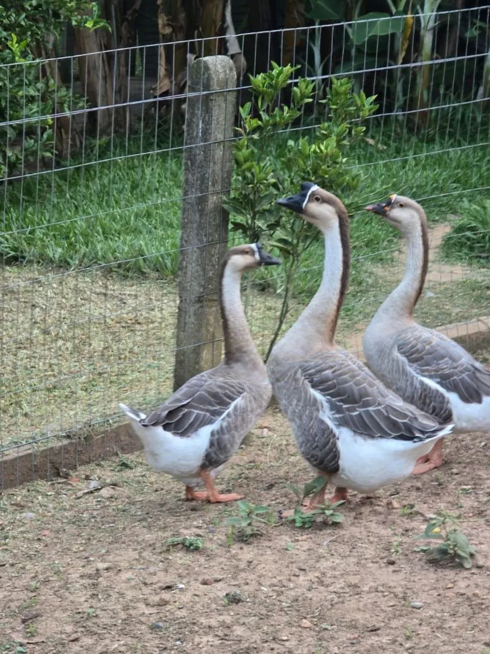 Ganso  - Foto 3