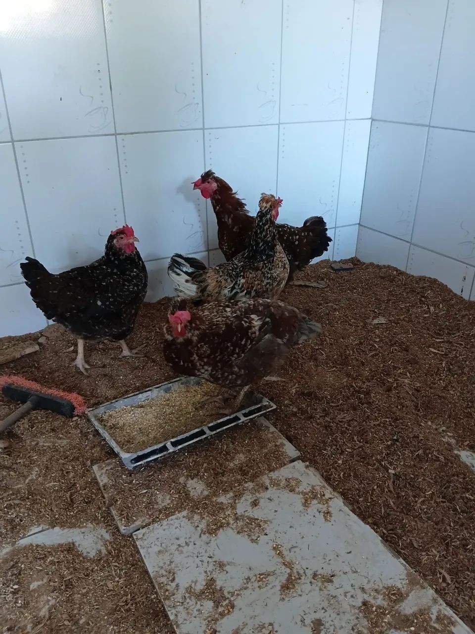 Galinha 
