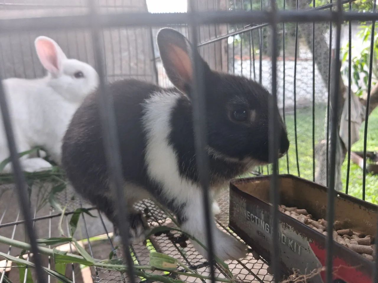 Mini Coelhos Netherland  - Foto 5