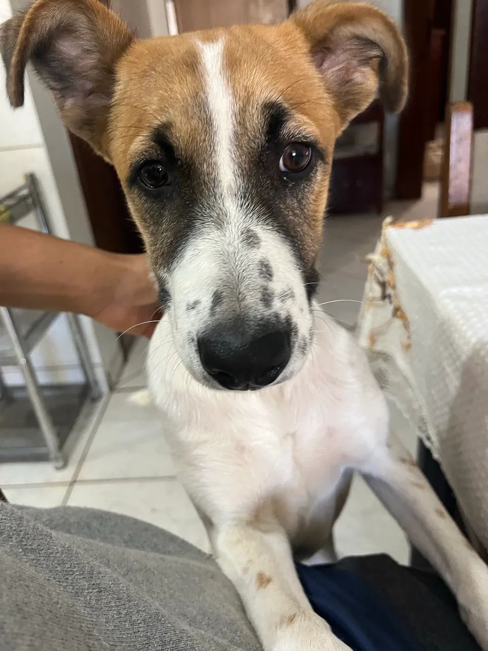 Cachorros para adoção responsável  - Foto 3
