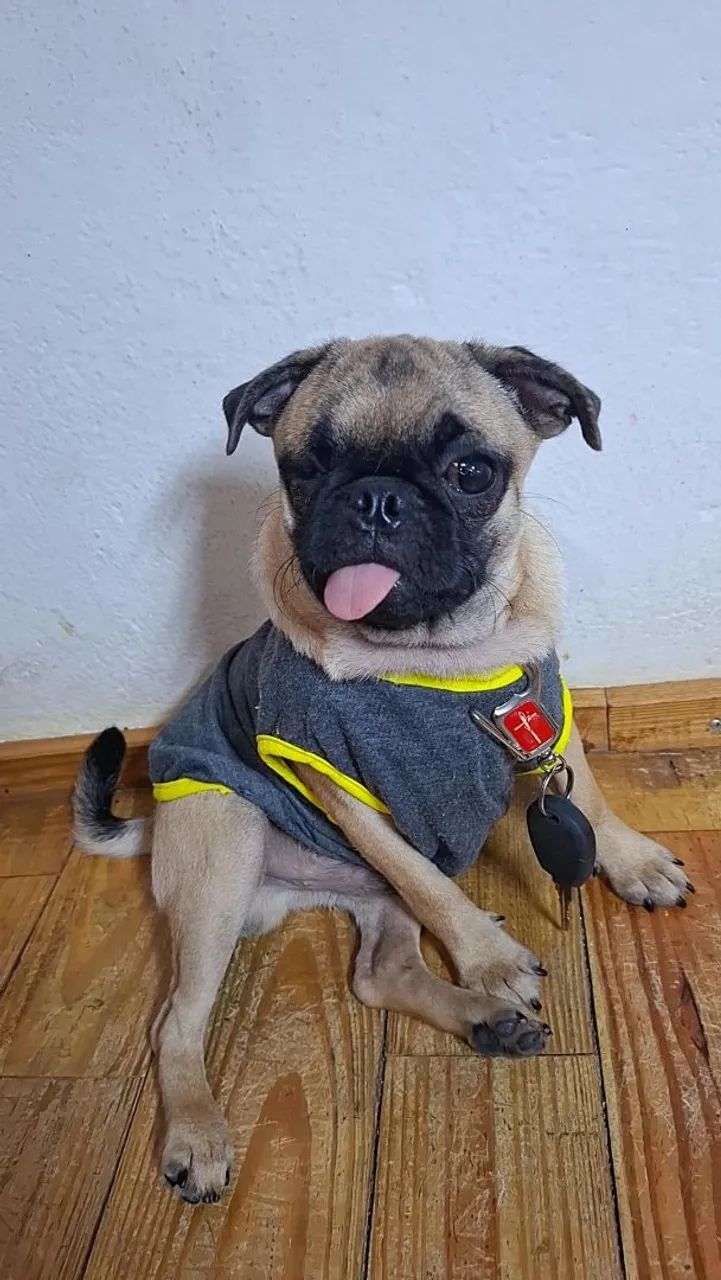 Pug Macho  - Foto 5