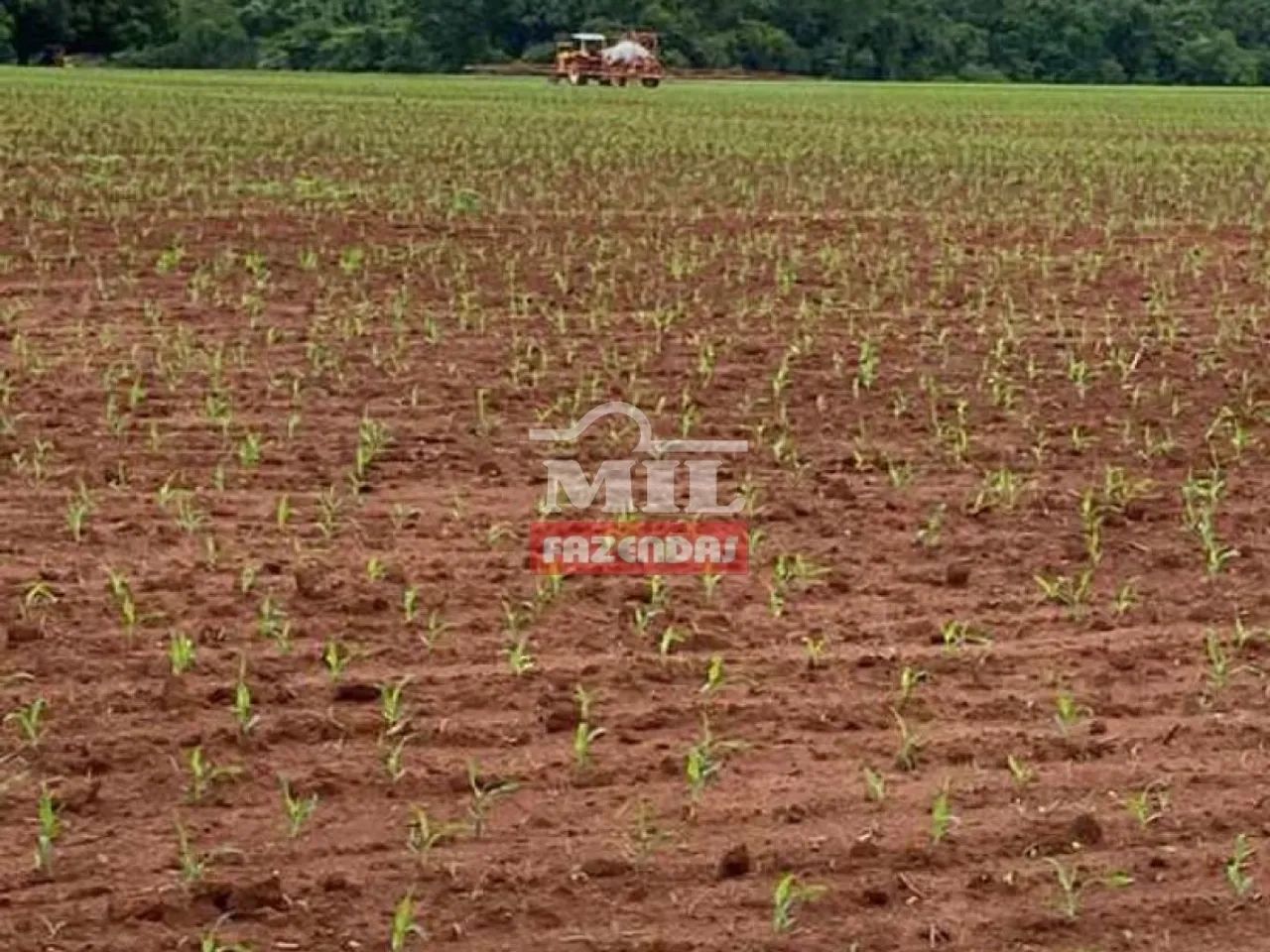 Fazenda em Figueirópolis - TO. Área Total: 177 Alqueires (856 Há). - Foto 4