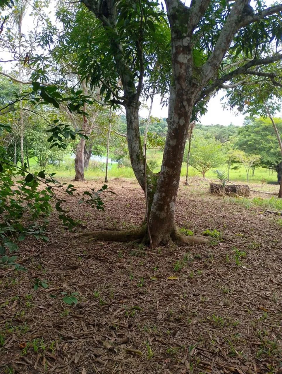 Sítio  no interior do carreiro castanho   vendo  e troco  - Foto 5
