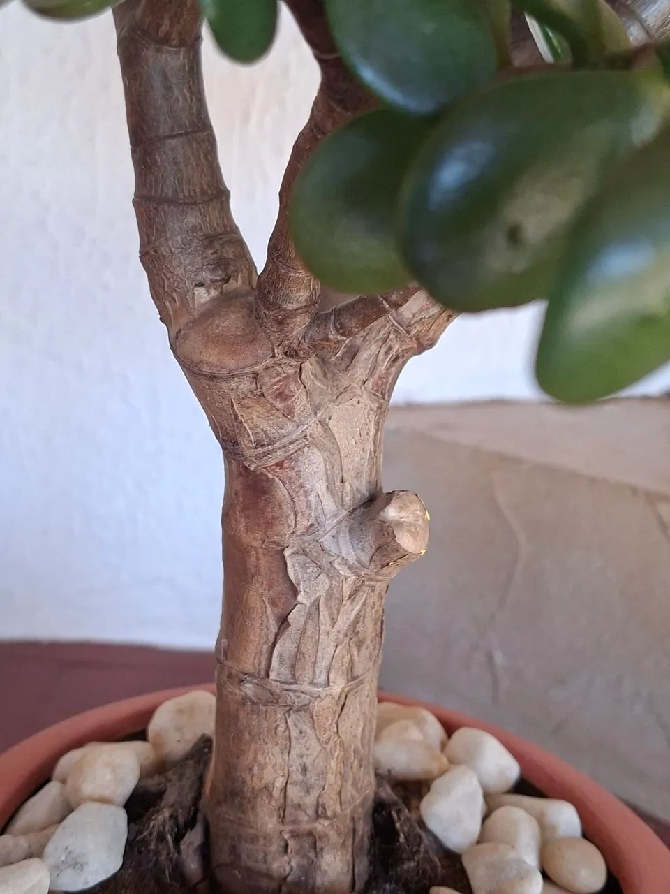 Planta Jade - Foto 3