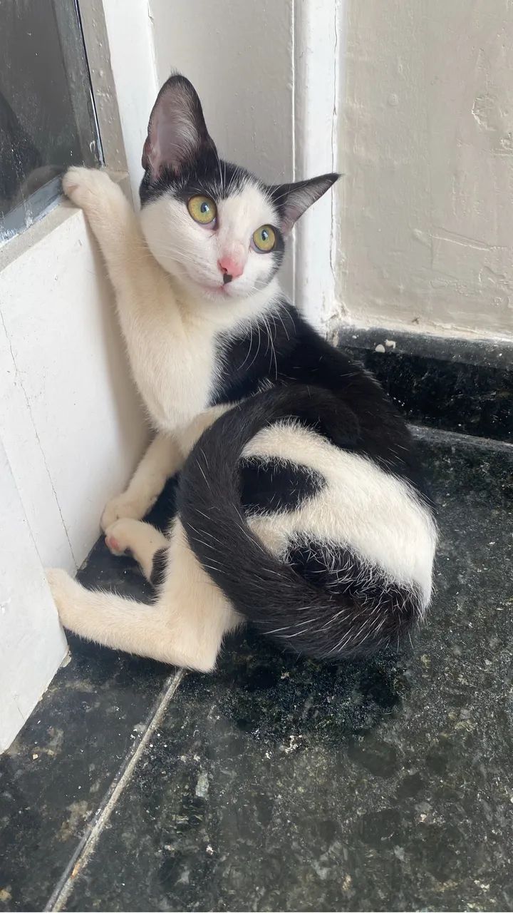 gatinha para adoção 