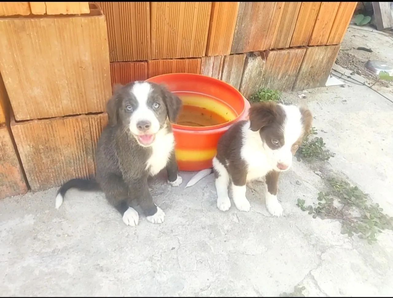 Border collie 