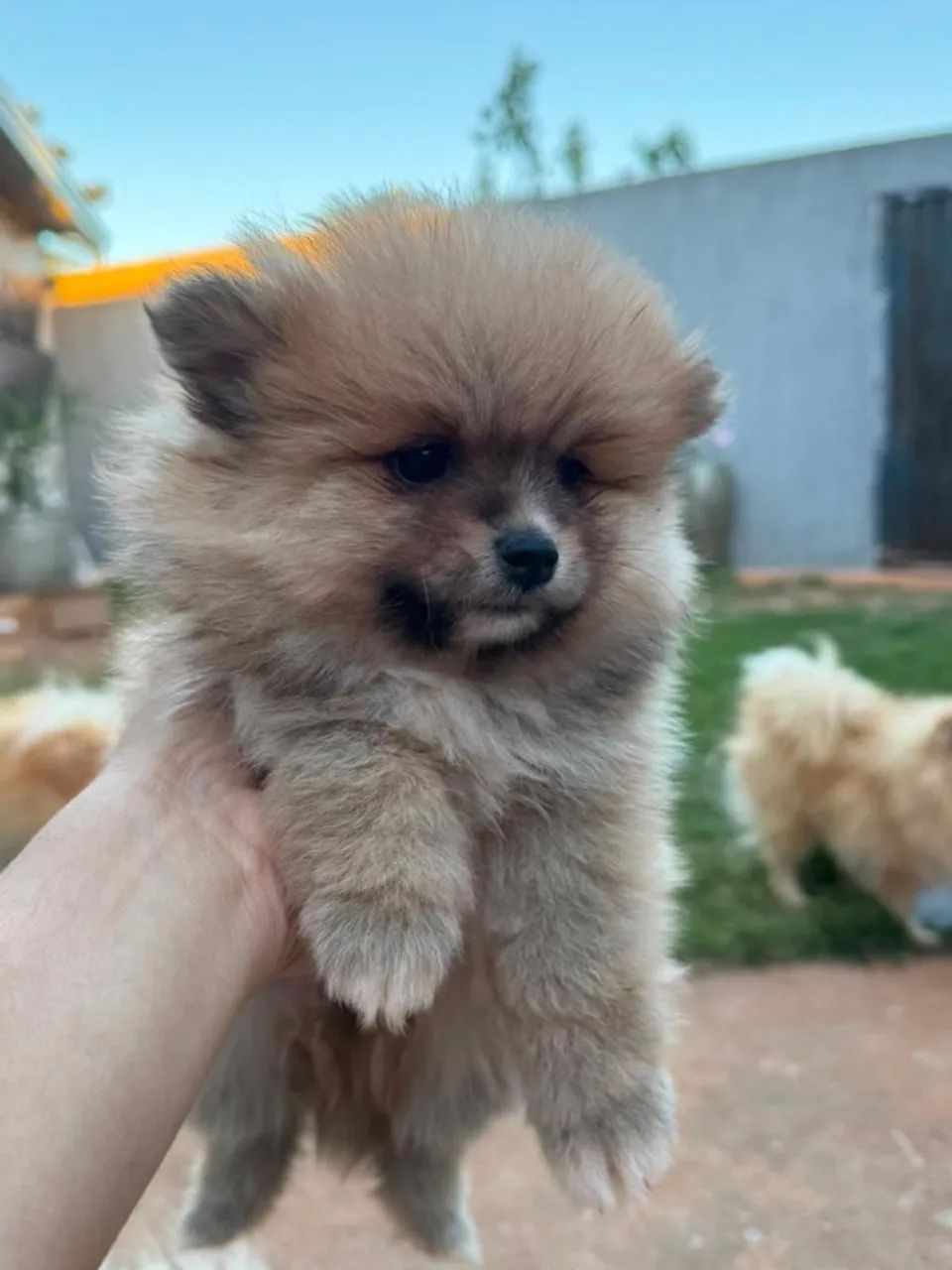 Sptiz Alemao - lulu da pomerania mini - Foto 6