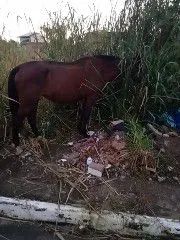 Égua  - Foto 3