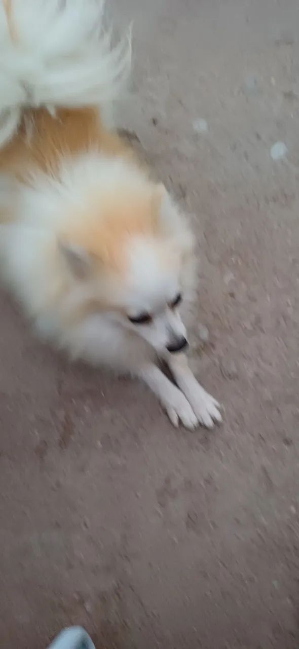 Cachorro asessorio - Foto 2